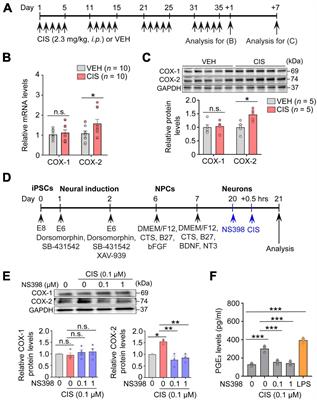The selective cyclooxygenase-2 inhibitor NS398 ameliorates cisplatin-induced impairments in mitochondrial and cognitive function